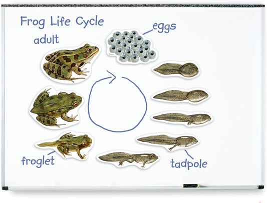 Learning Resources LER6041 Giant Magnetic Frog Life Cycle