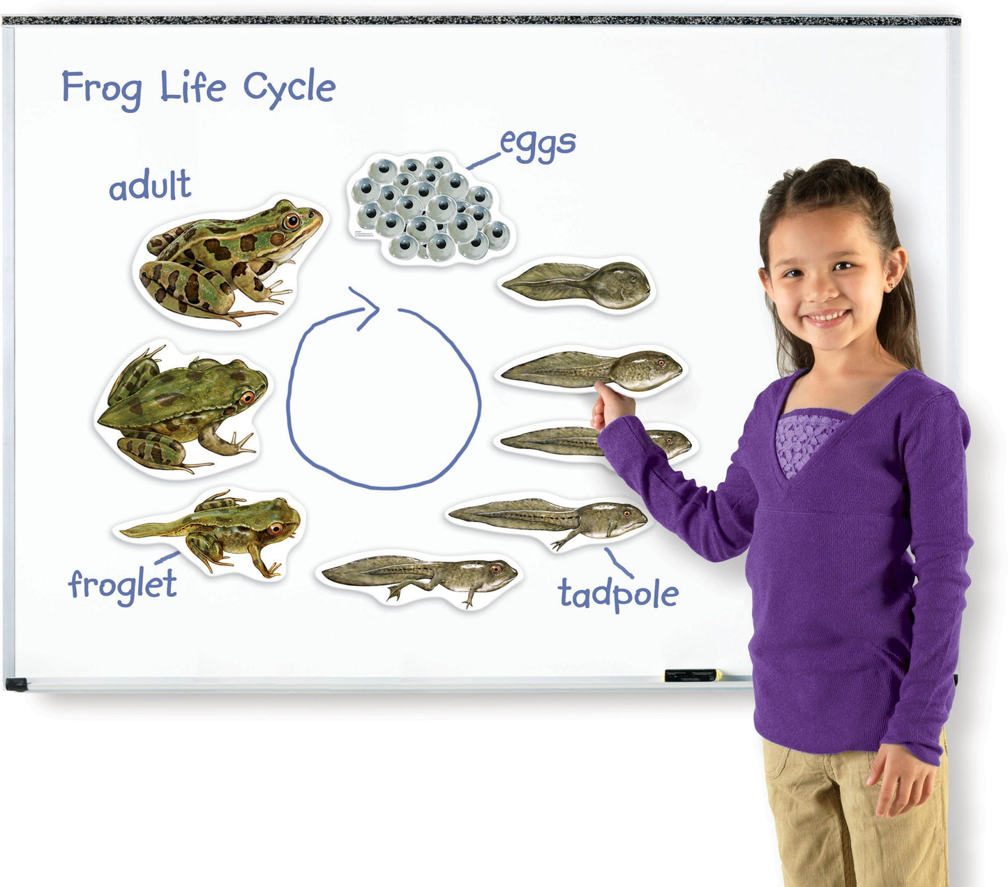 Learning Resources LER6041 Giant Magnetic Frog Life Cycle
