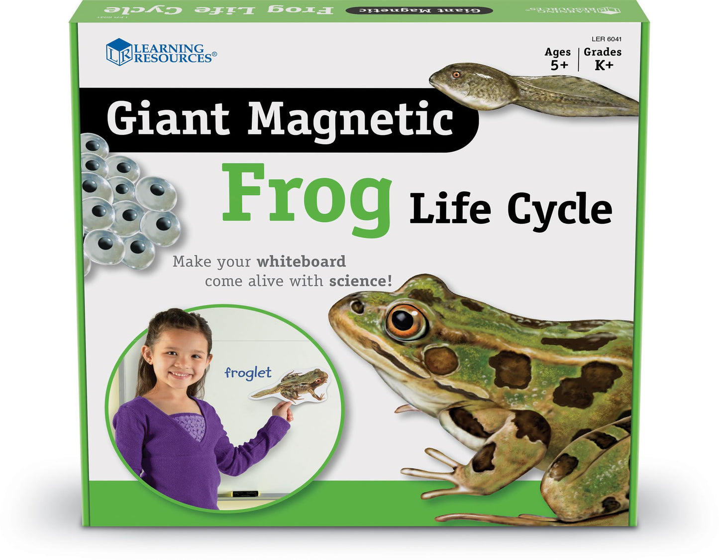 Learning Resources LER6041 Giant Magnetic Frog Life Cycle