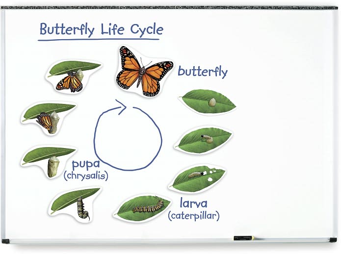 Giant Magnetic Butterfly Life Cycle