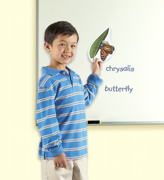 Giant Magnetic Butterfly Life Cycle