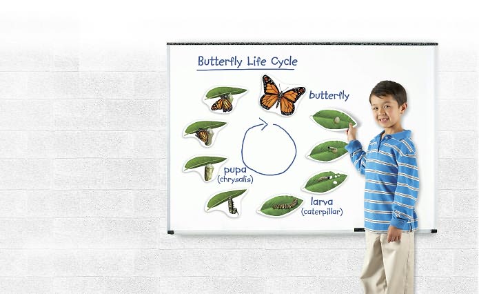 Giant Magnetic Butterfly Life Cycle