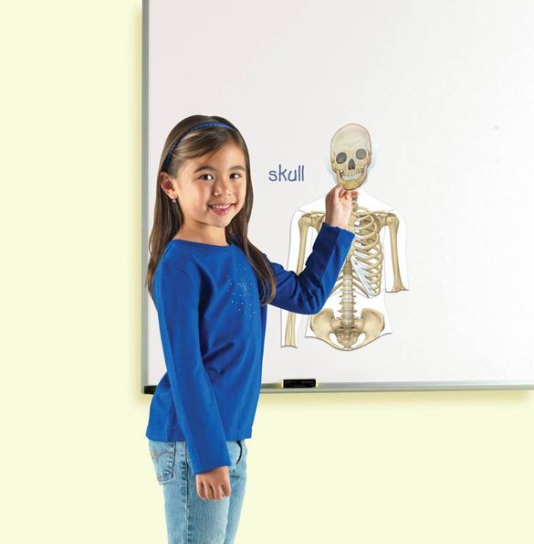 Learning Resources LER6044 Double-Sided Magnetic Human Body