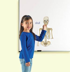 Learning Resources LER6044 Double-Sided Magnetic Human Body