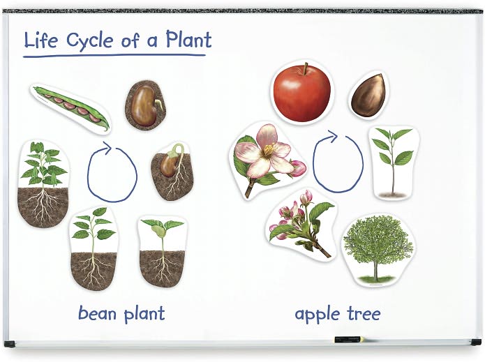 Giant Magnetic Plant Life Cycle
