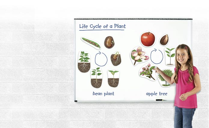 Giant Magnetic Plant Life Cycle