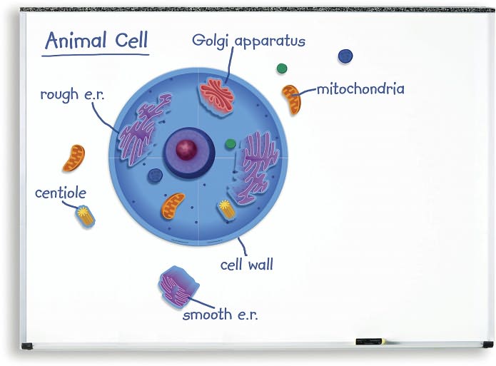 Giant Magnetic Animal Cell