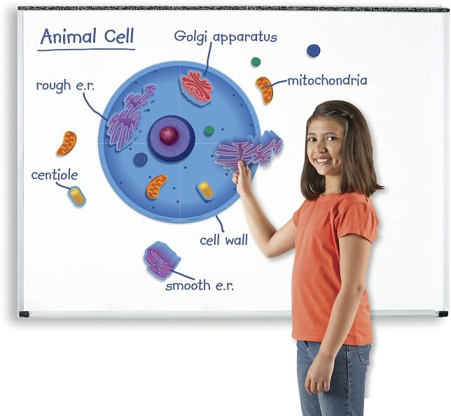 Giant Magnetic Animal Cell