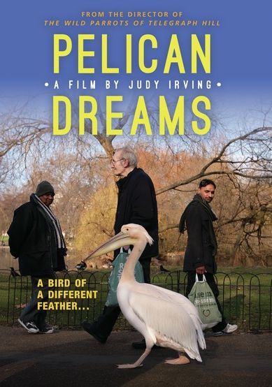 Pelican Dreams