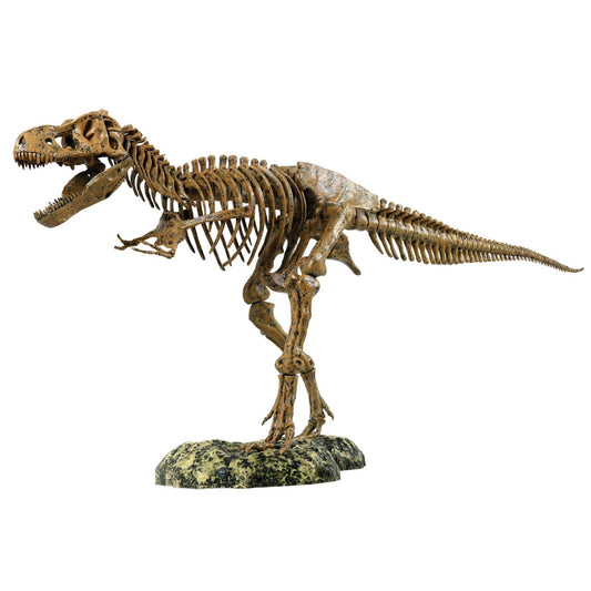 Tyrannosaurus Rex Skeleton