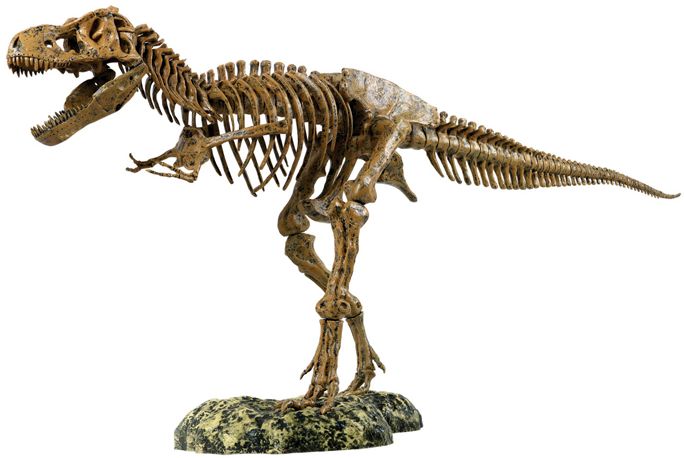 Tyrannosaurus Rex Skeleton