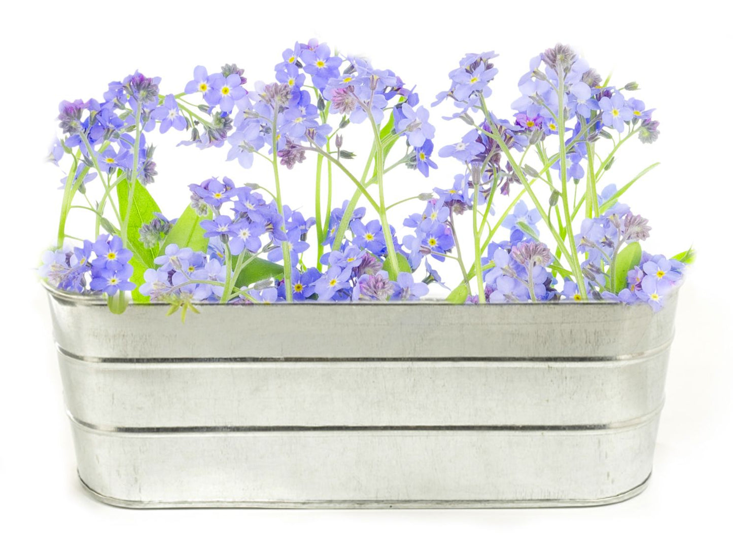 GROW KIT FORGET ME NOT
