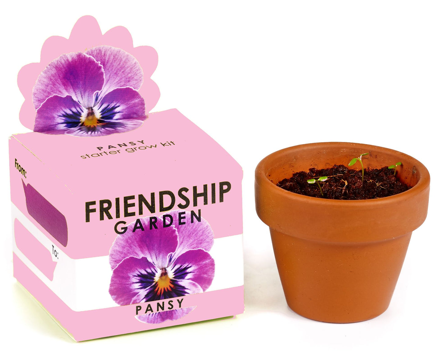 Pansy Mini Garden Kit