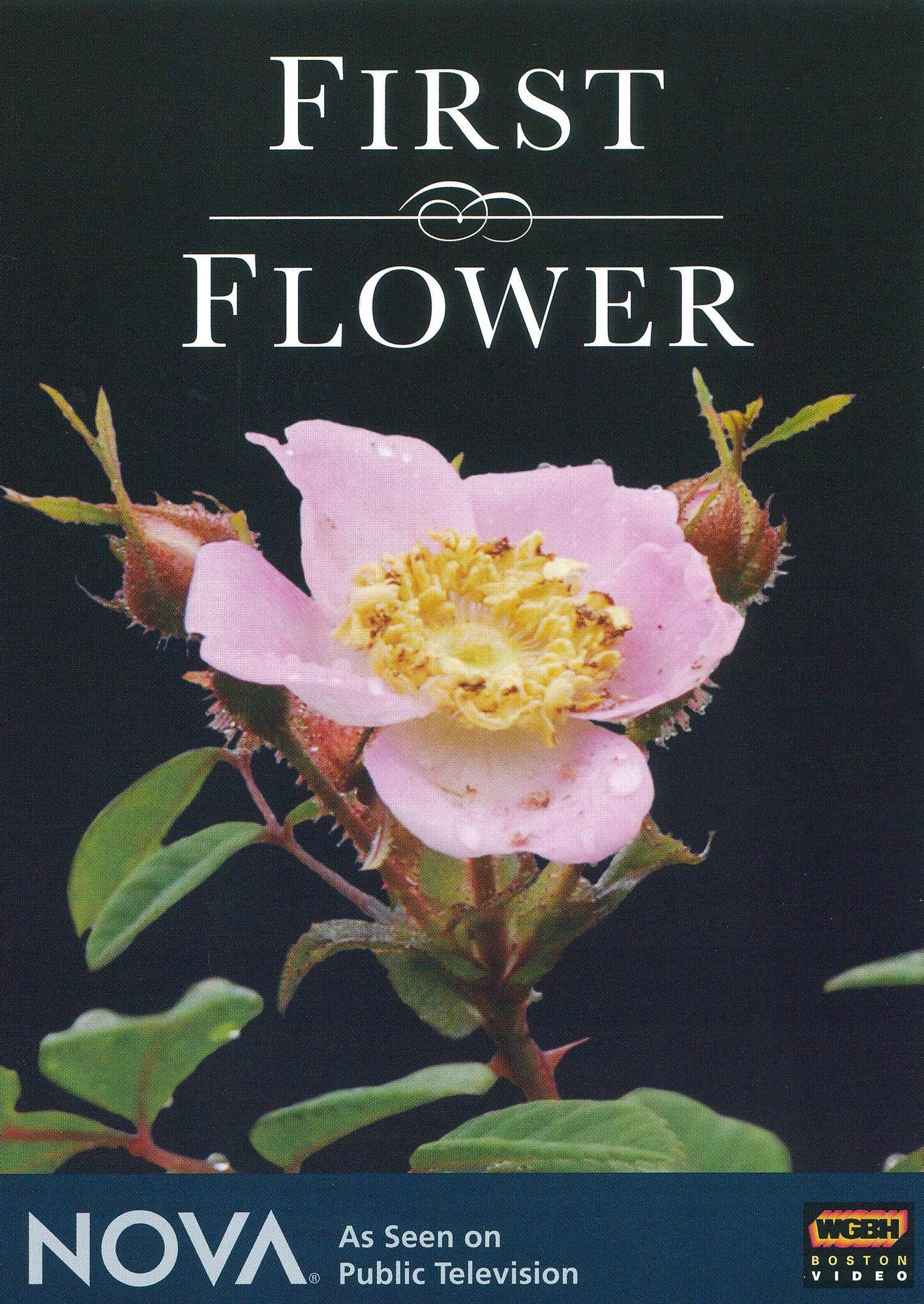 NOVA: First Flower