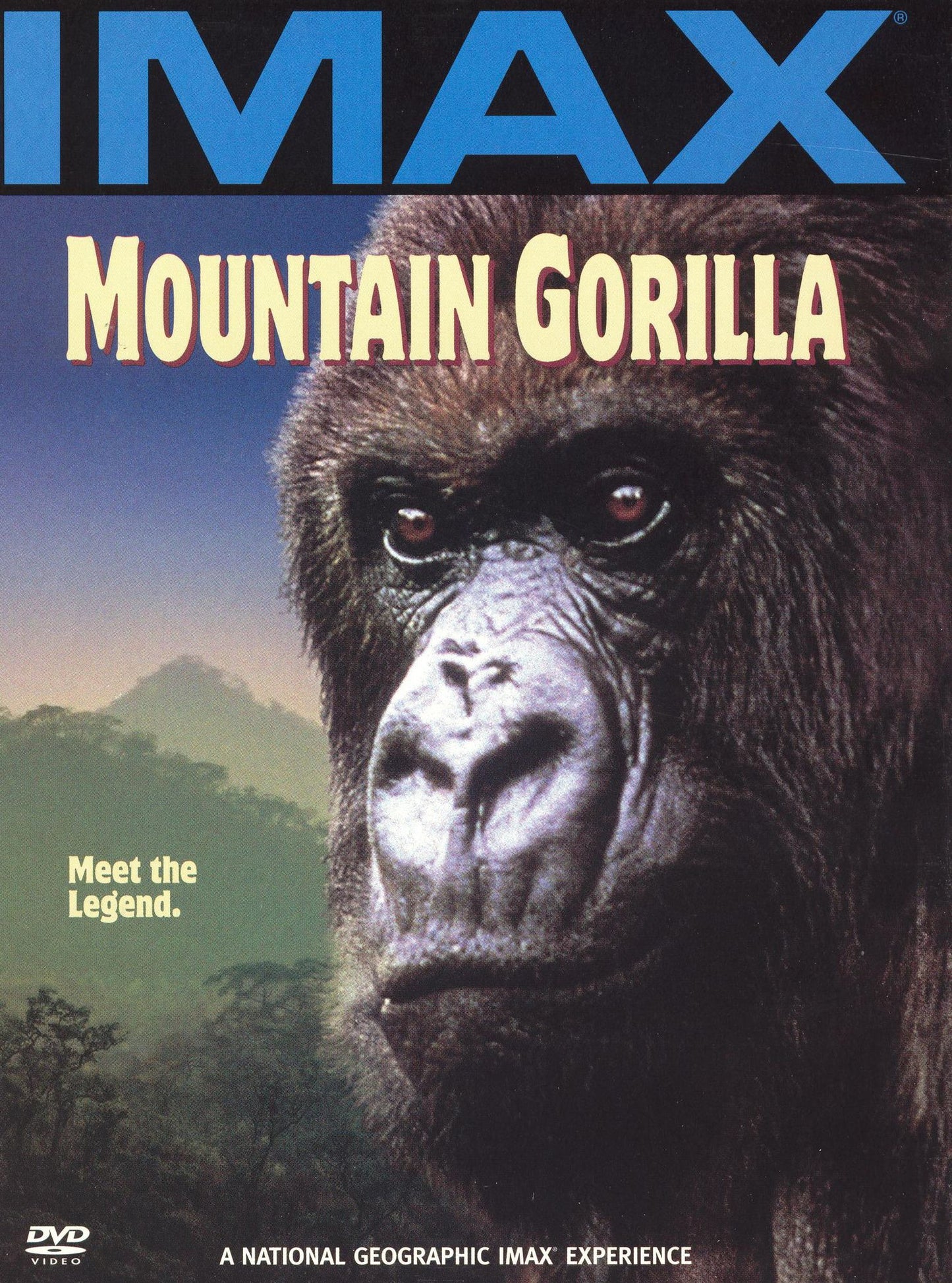 Mountain Gorilla