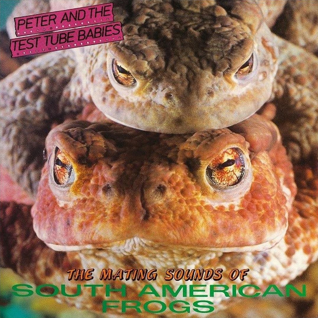 Mating Sounds Of South American Frogs