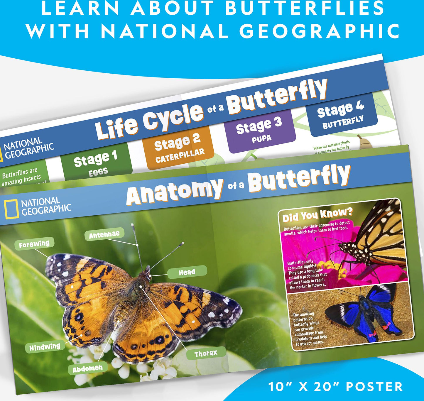 National Geographic Butterfly Growing Kit