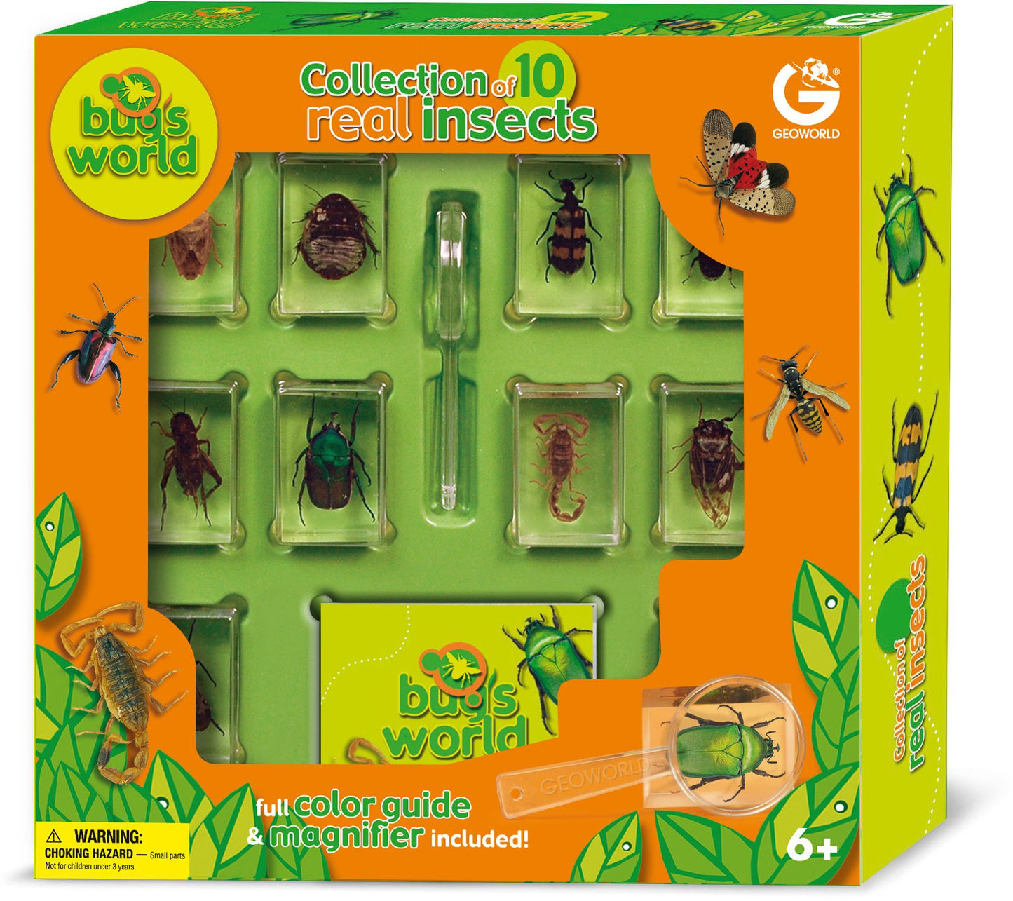Collection of 10 Real Insects