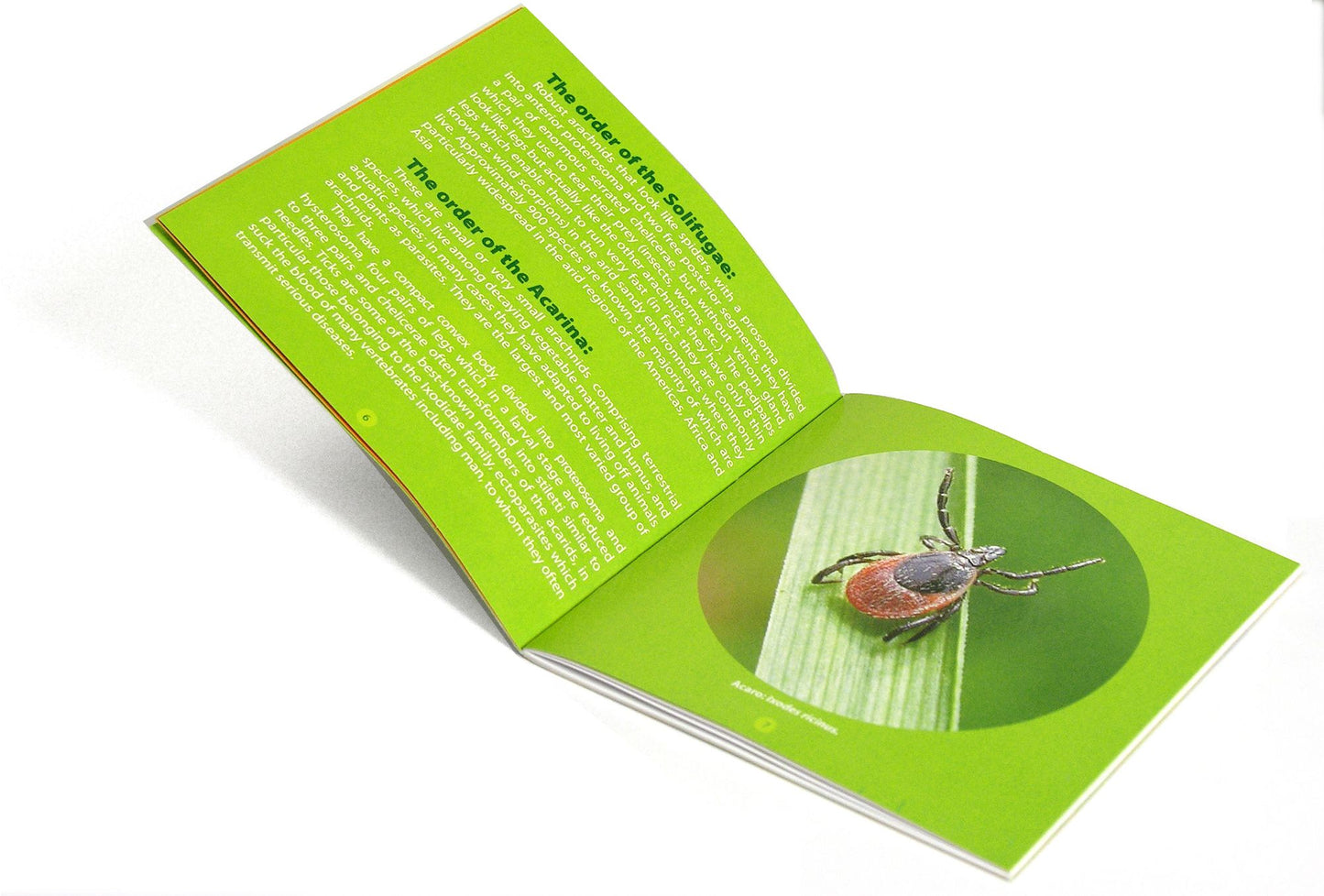 Collection of 10 Real Insects