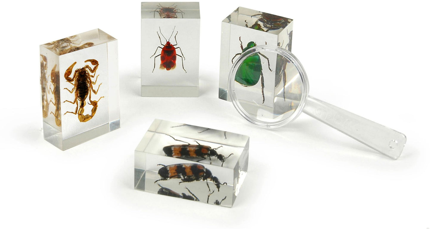 Collection of 10 Real Insects