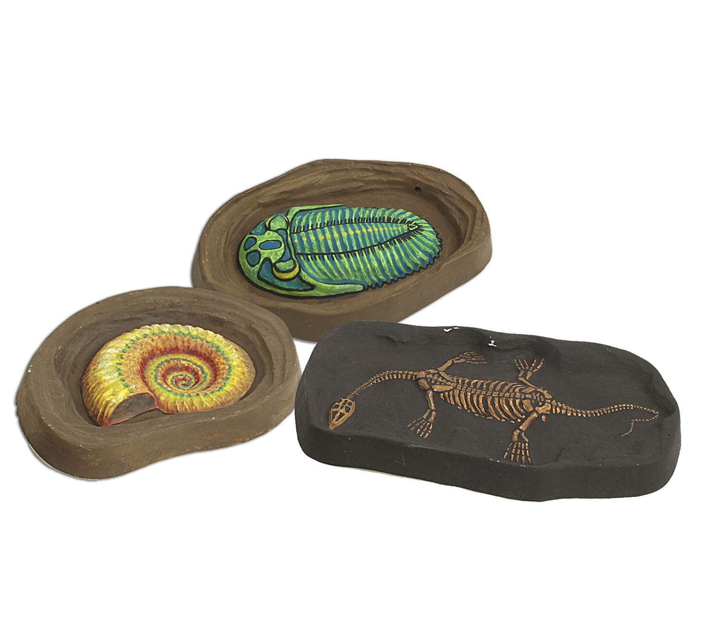 Geoworld Dr. Steve Hunters Fossils Paleo Lab