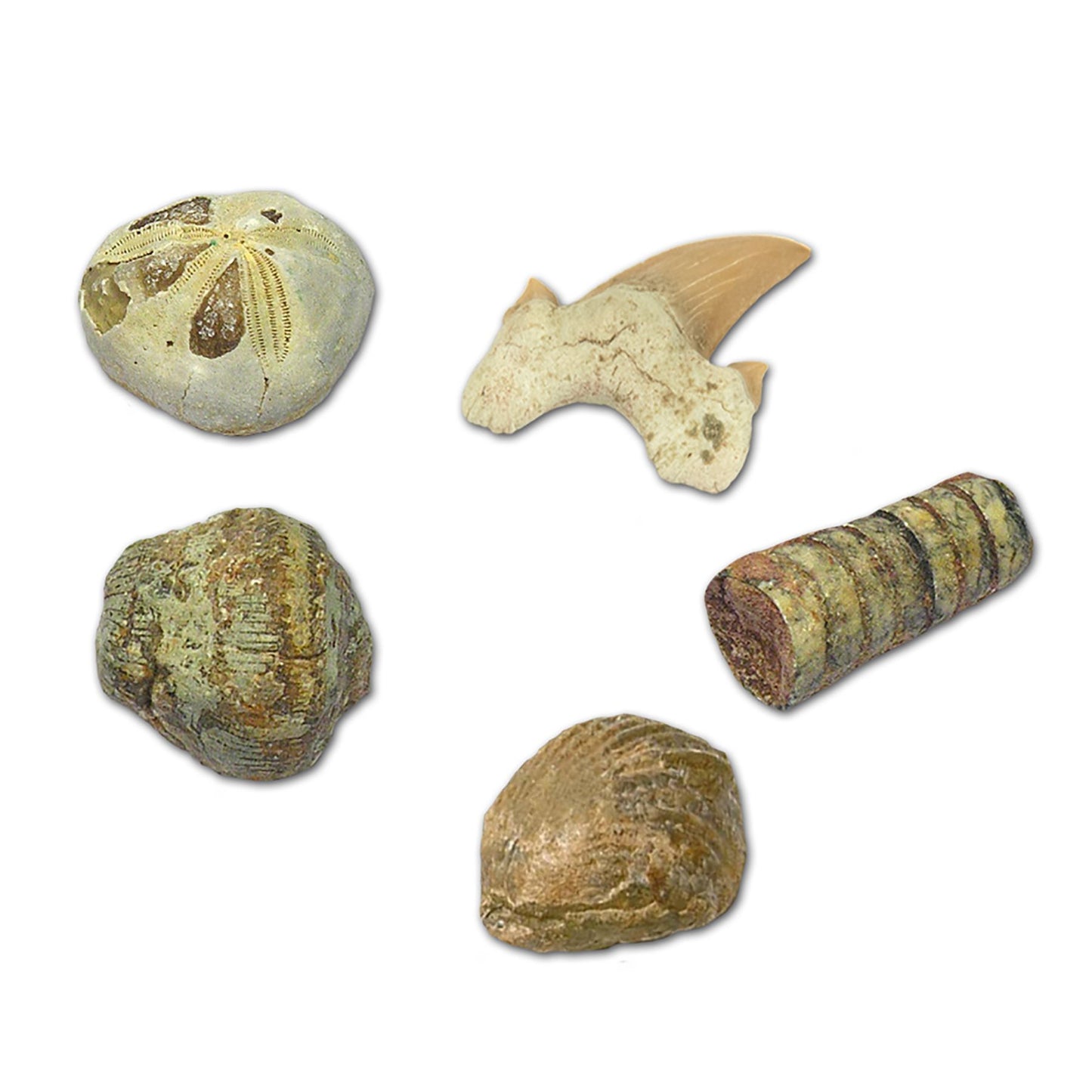 Geoworld Dr. Steve Hunters Fossils Paleo Lab