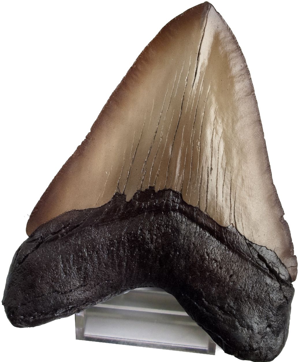 Dr. Steve Hunters Shark Teeth Paleo Kit