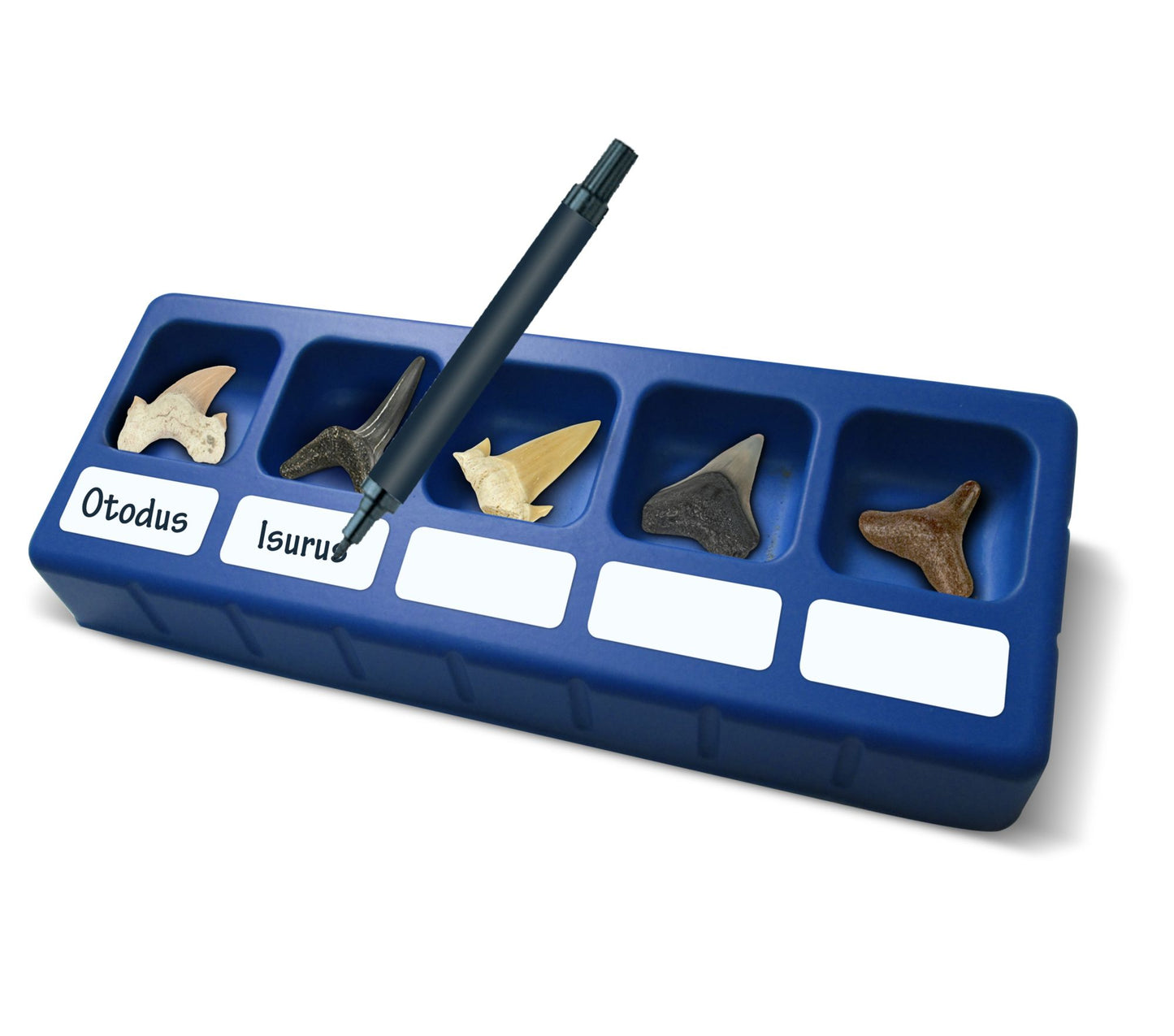 Dr. Steve Hunters Shark Teeth Paleo Kit