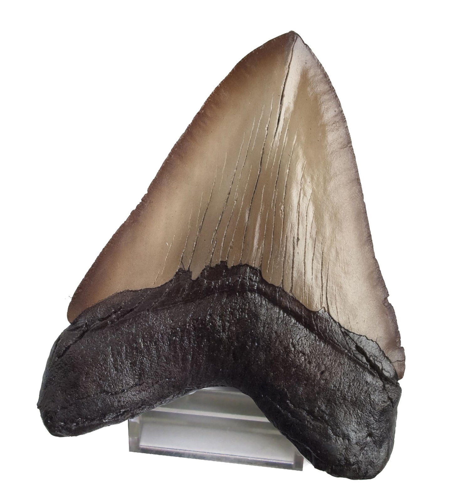 Dr. Steve Hunters Shark Teeth Paleo Kit