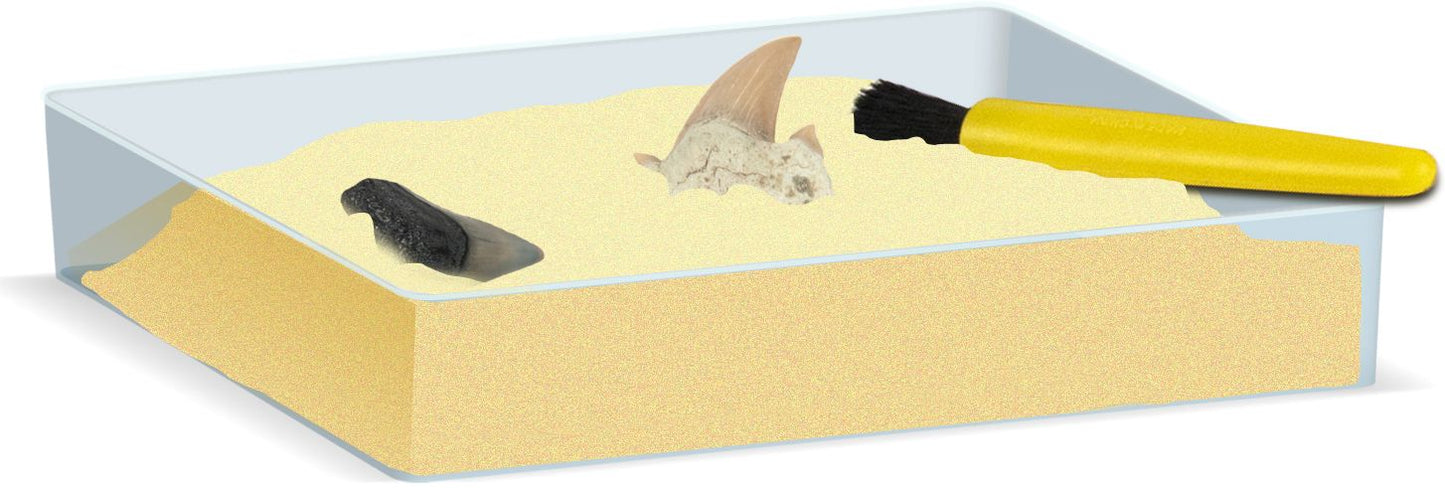 Dr. Steve Hunters Shark Teeth Paleo Kit