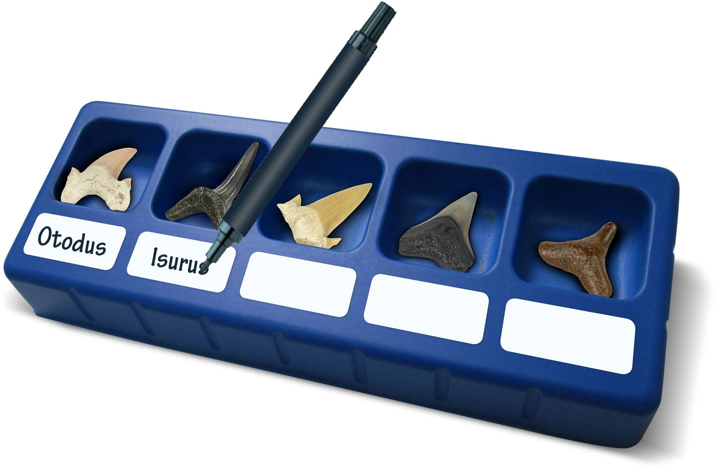 Dr. Steve Hunters Shark Teeth Paleo Kit