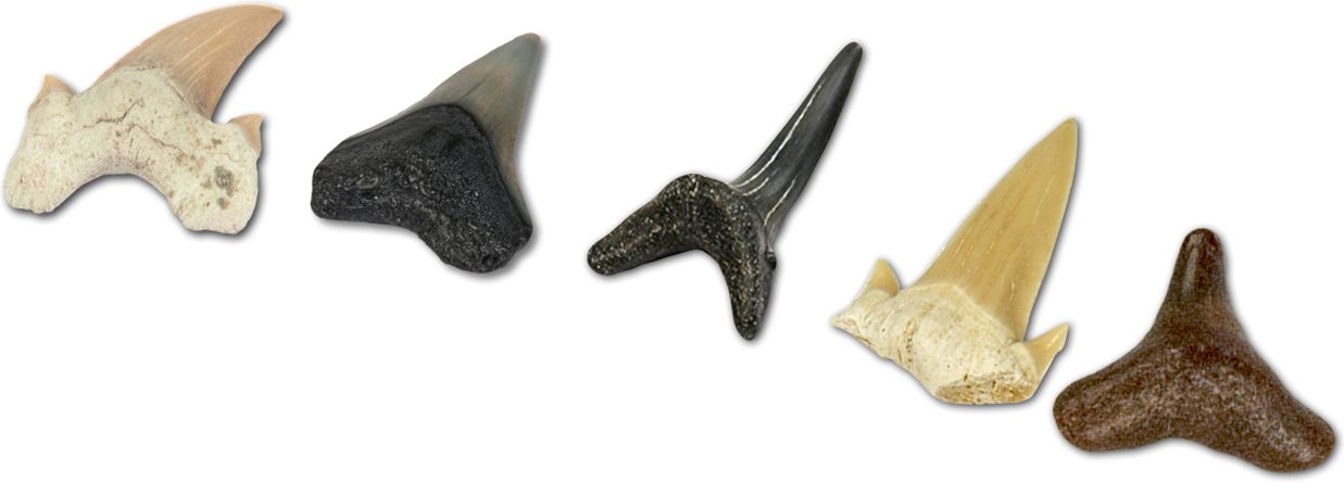 Dr. Steve Hunters Shark Teeth Paleo Kit