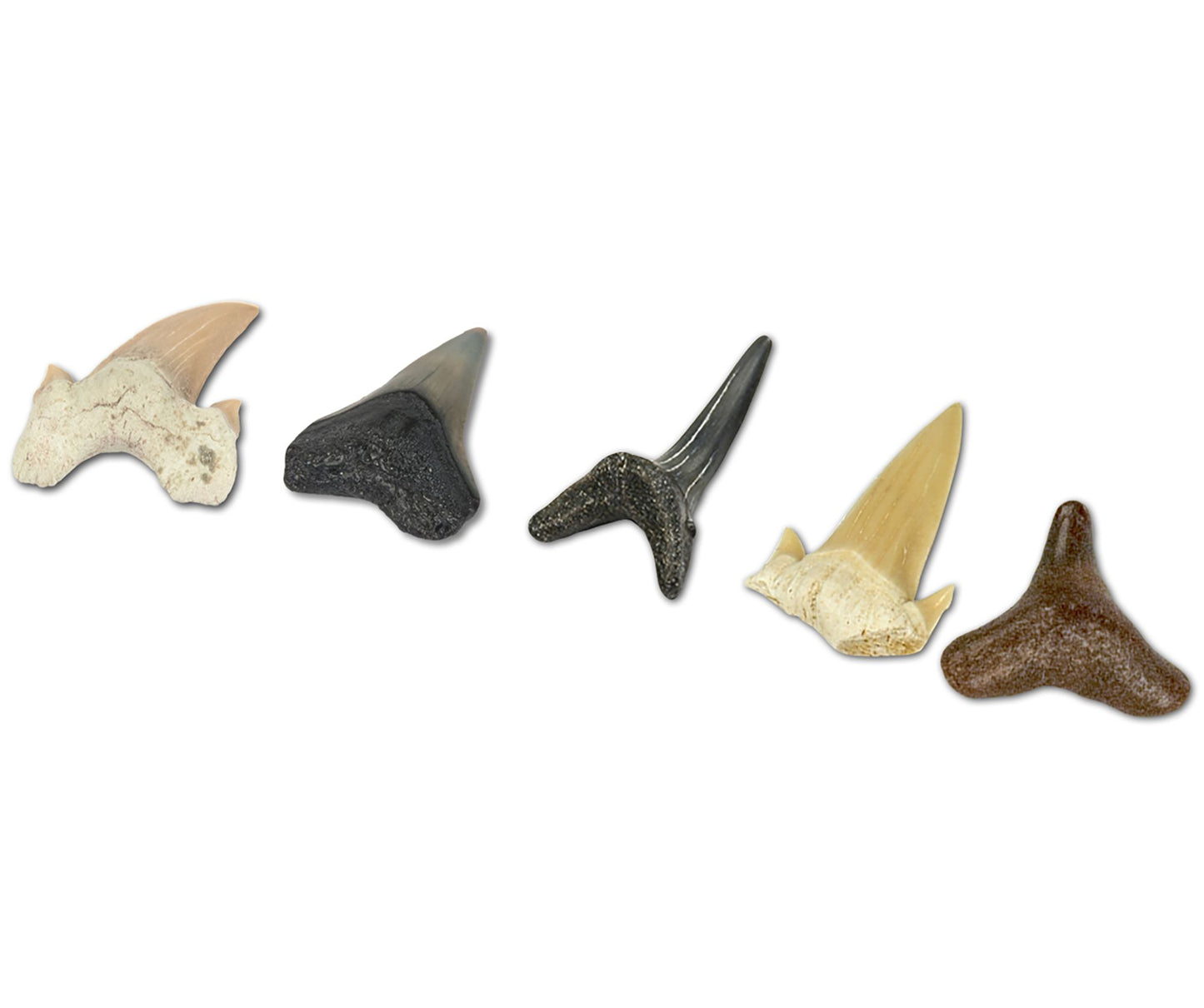 Dr. Steve Hunters Shark Teeth Paleo Kit