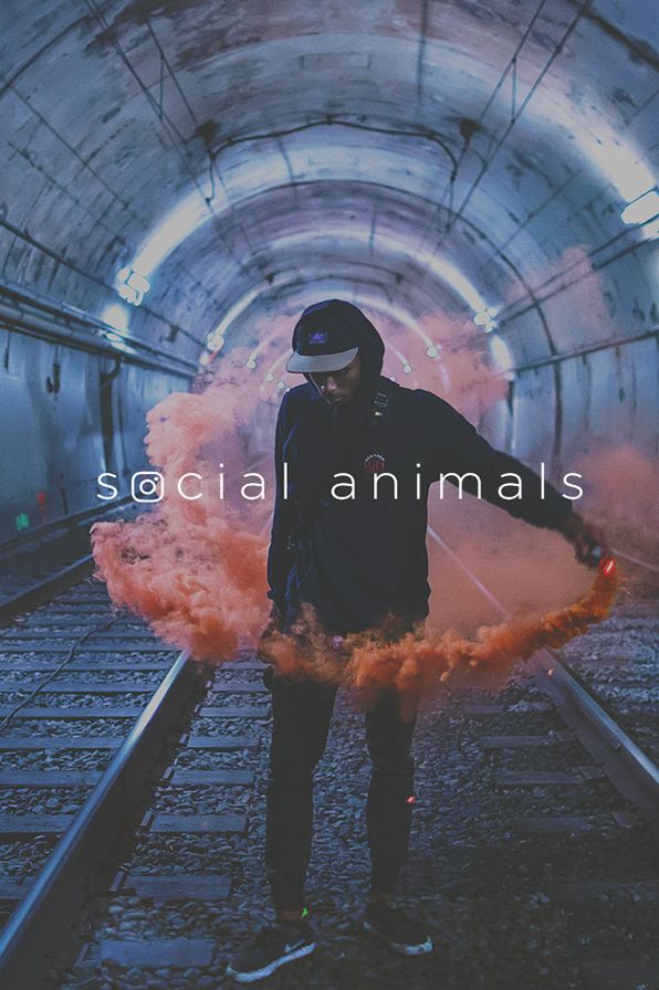 Social Animals