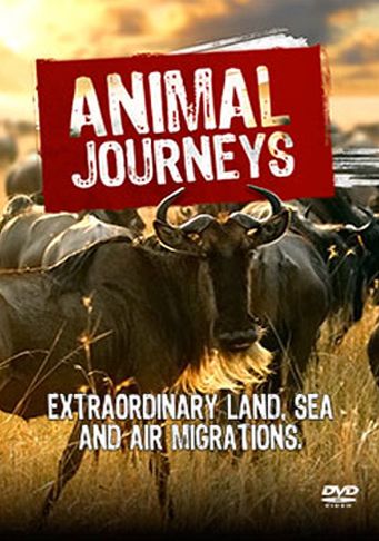 Animal Journeys