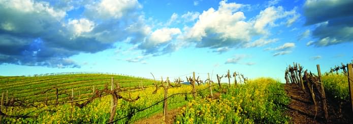 Bv Vineyard With Mustard -Thompson Panoramic 1,000 Pc
