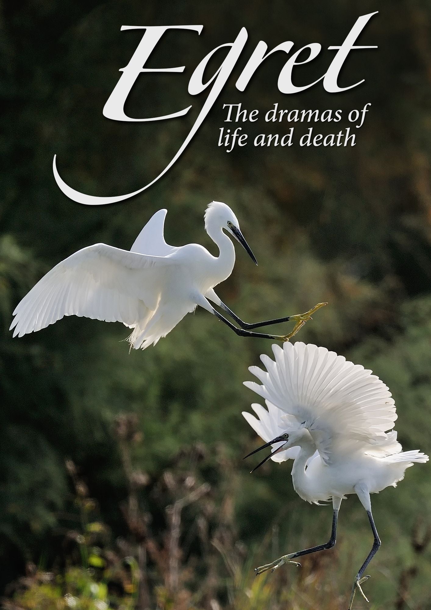 Egret