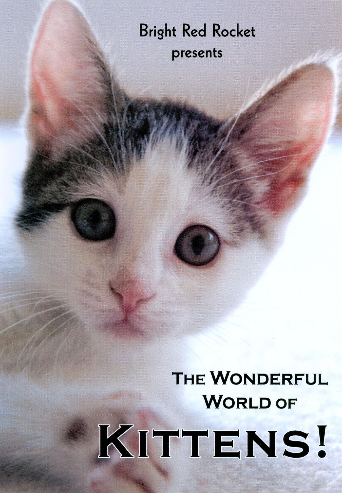 The Wonderful World of Kittens