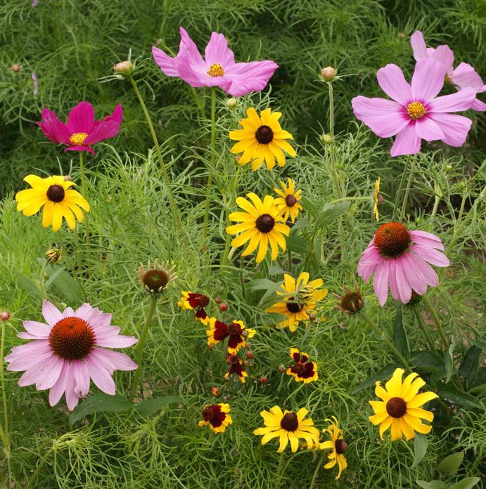 Butterfly Scatter Garden in Bag