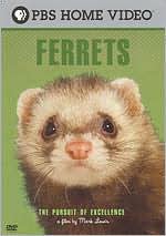 The Pursuit of Excellence: Ferrets