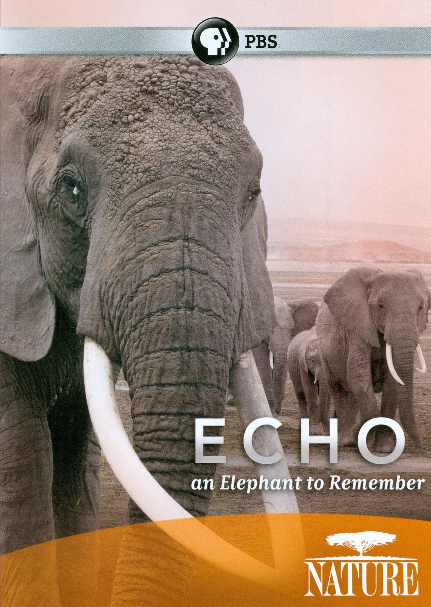 Nature: Echo - An Elephant to Remember