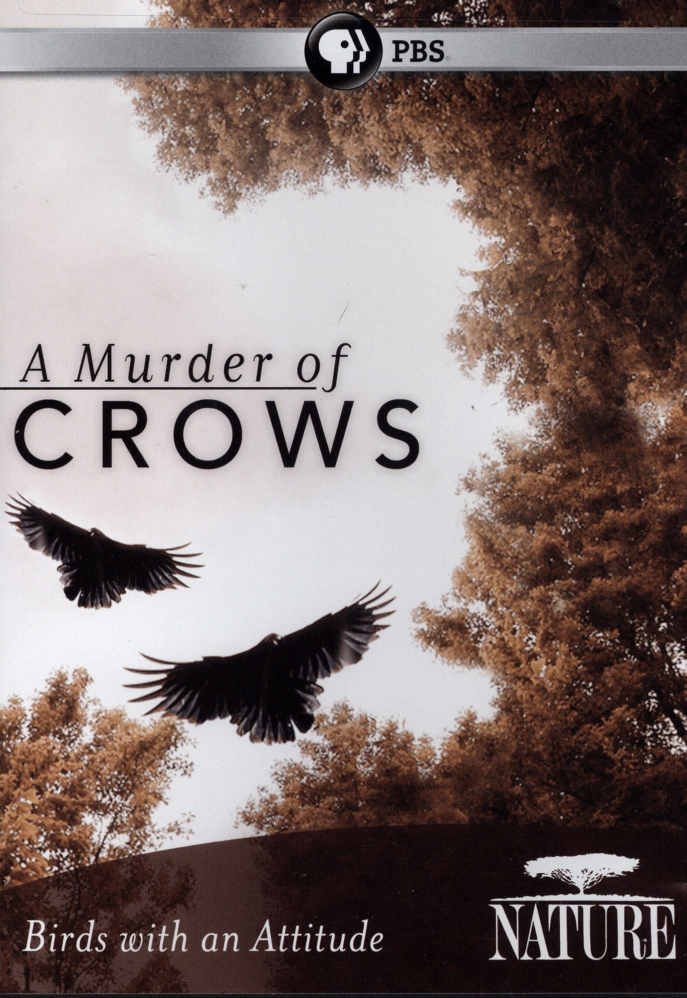 Nature: A Murder of Crows