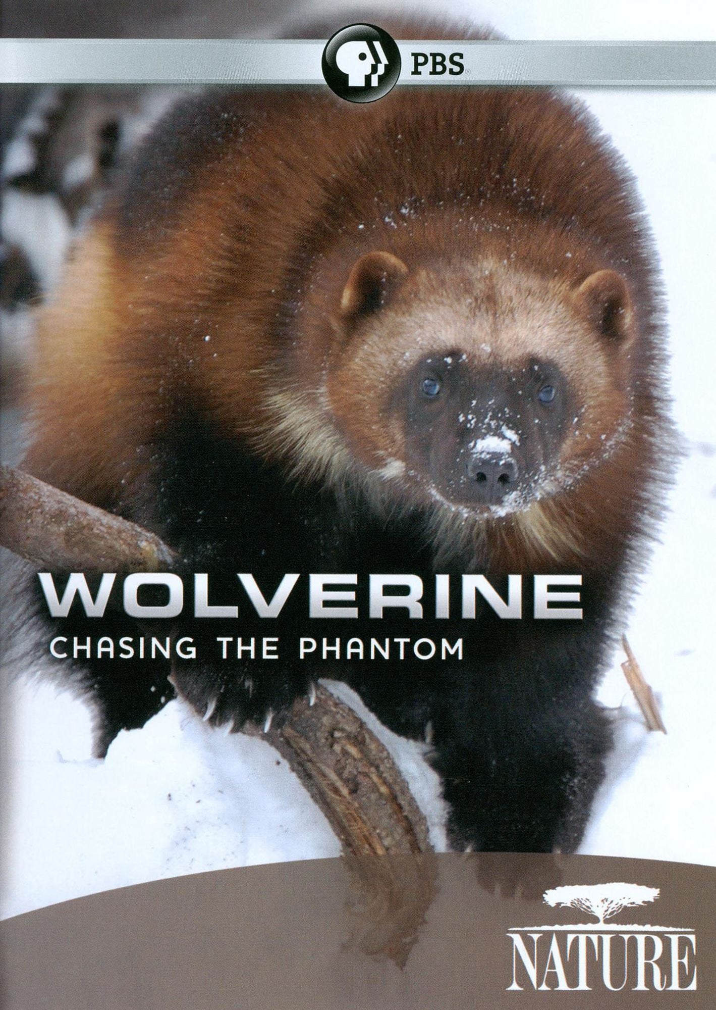 Nature: Wolverine - Chasing the Phantom
