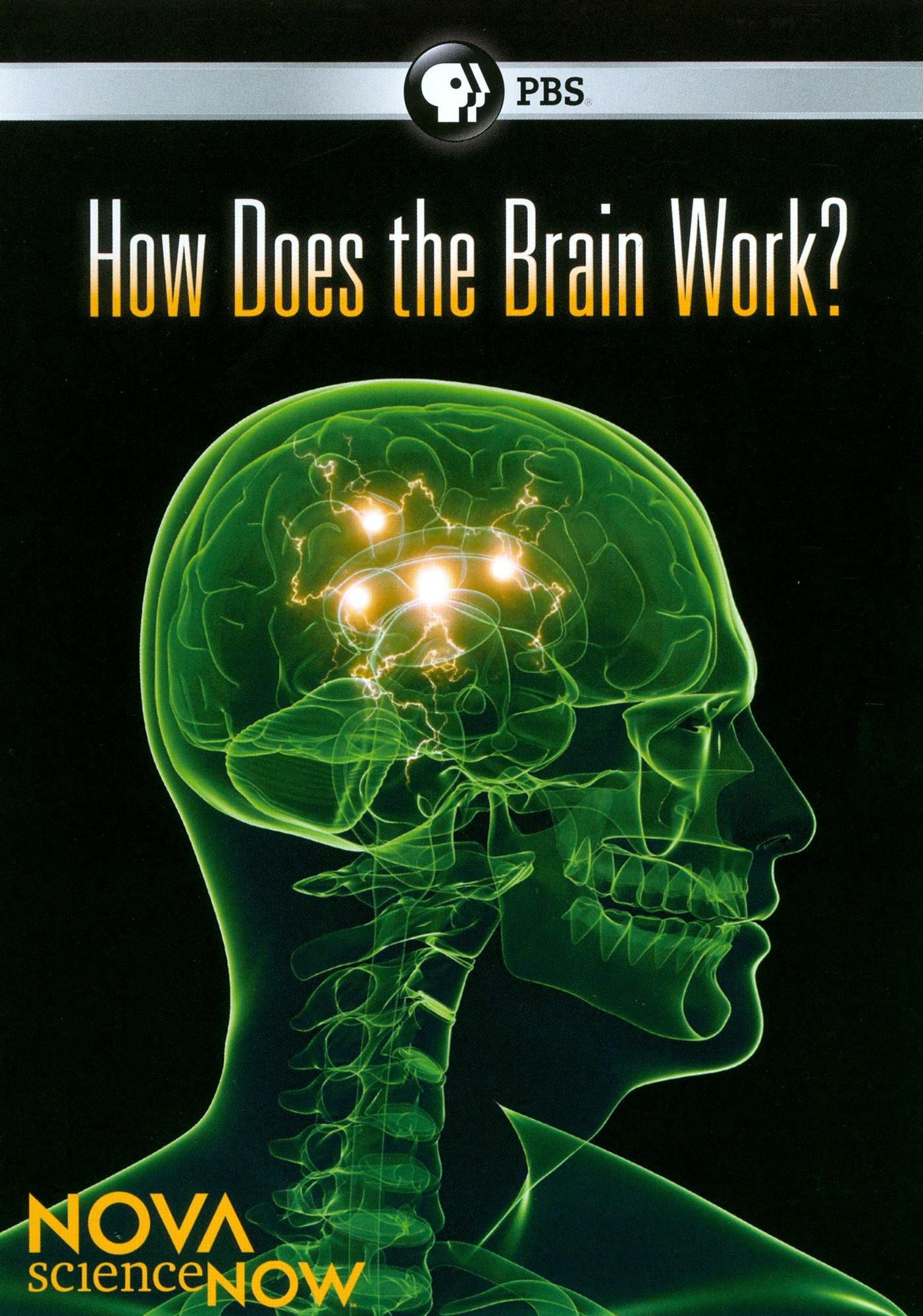 NOVA scienceNOW: How Does the Brain Work?