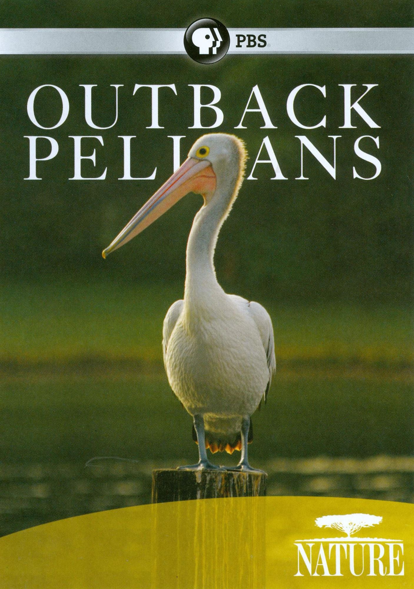 Nature: Outback Pelicans
