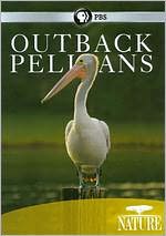 Nature: Outback Pelicans