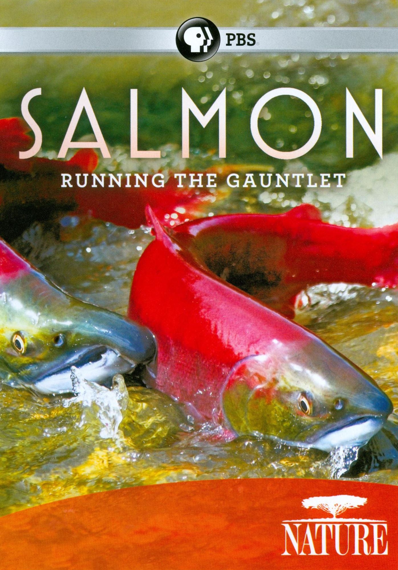 Nature: Salmon - Running the Gauntlet