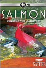 Nature: Salmon - Running the Gauntlet