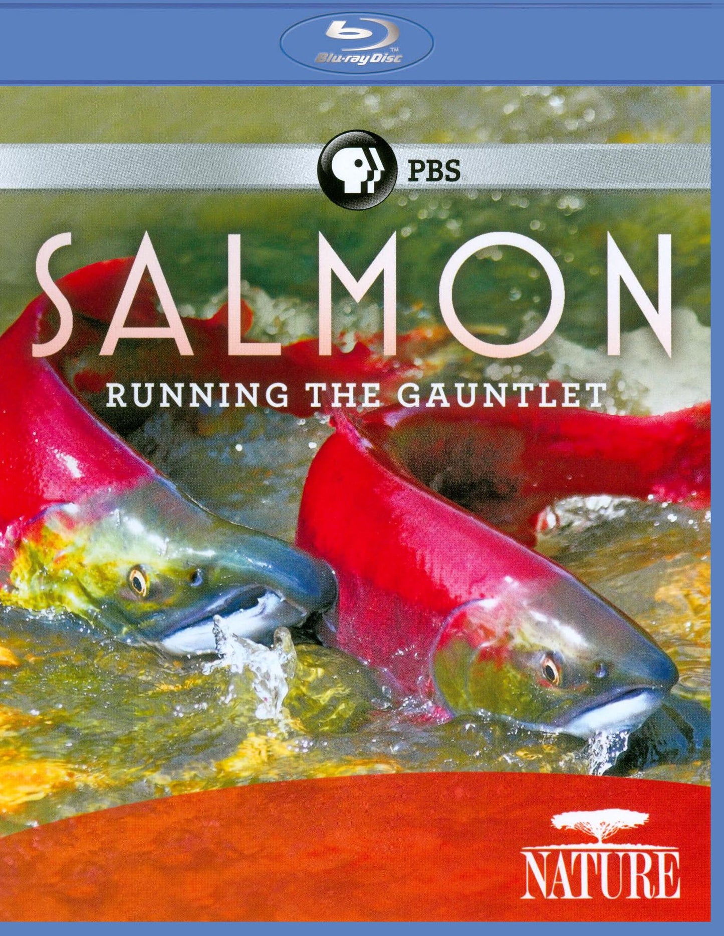 Nature: Salmon - Running the Gauntlet [Blu-ray]