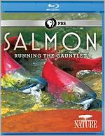 Nature: Salmon - Running the Gauntlet [Blu-ray]